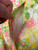 Used Lilly Pulitzer Shorts 6-28 60032-S000634580 View 3