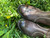 Used Frye Tall Boots 6 60084-S000839652 View 12