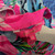 Used Lilly Pulitzer Short Dress B XS-0/2 60004-S000622305 View 2