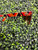 Used Gucci Sunglasses 60085-S000332169 View 3