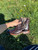 Used Bed Stu Ankle Boots 8.5 60084-S000848123 View 2
