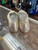 Used Giuseppe Zanotti Flats 6 60004-S000626828 View 2