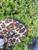 Used Tory Burch Flip Flops 7 60067-S000794574 View 7
