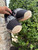 Used Karl Lagerfeld Flats 8.5 60067-S000802431 View 3