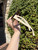 Used Linda Farrow Sunglasses 60067-S000803932 View 5