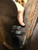 Used Ariat Tall Boots 7.5 60084-S000906961 View 9