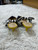 Used Cabi Low Heels 7 60126-S000440197 View 3