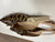 Used Matisse Flats 10 60060-S000638554 View 4