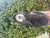 Used Golden Goose Stardan Shoes 11 60067-S000806410 View 10
