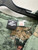 Used green Jurassic park Mens Short Sleeve Top L/16-16.5 60137-S000111567 View 2