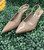 Used Vince Camuto High Heels 6 60008-S000675025 View 1