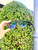 Used Tom Ford Sunglasses 60067-S000812385 View 12