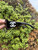 Used Chanel Sunglasses 60067-S000815127 View 2