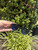 Used Ray-Ban Sunglasses 60067-S000815611 View 2