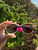 Used Ralph Lauren  Sunglasses 60067-S000815650 View 3