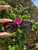 Used Ralph Lauren  Sunglasses 60067-S000815650 View 1
