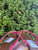 Used Tory Burch Sandals 60067-S000816141 View 4