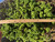 Used Kate Spade Belt S 4-6/27-28 60067-S000817236 View 3