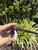 Used Marc Jacobs Sunglasses 60067-S000817832 View 4