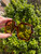 Used Gucci Sunglasses 60067-S000818355 View 6