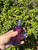 Used Ralph Lauren Perfume 60067-S000818425 View 5