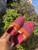 Used Toms Casual Shoes 8 60067-S000819119 View 9