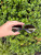 Used Tory Burch Sunglasses 60067-S000648727 View 2