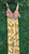 Used maaji Long Dress B S-4/6 60008-S000681347 View 1