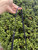 Used Michael Michael Kors Small Crossbody 60067-S000819607 View 13