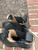 Used Alexander Wang Women’s Ankle Boots 60067-S000819672 View 4