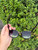 Used Quay Sunglasses 60067-S000819774 View 4