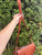 Used MCM small Leather Handbag 60067-S000820378 View 8