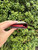 Used Gucci cherry Leather Wallet 60067-S000820447 View 4