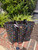 Used Dooney & Bourke Xlarge Leather Handbag 60067-S000820919 View 1