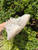 Used Adidas Casual Shoes 6 60067-S000822525 View 7