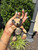 Used Burberry Teddy Bear Handbag Charm 60067-S000823278 View 1