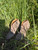 Used Frye Ankle Boots 6.5 60084-S000936216 View 1