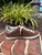 Used Golden Goose Casual Shoes 60067-S000824042 View 5