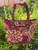 Used Patricia Nash Xlarge Leather Handbag 60084-S000938853 View 1