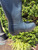 Used Hunter Rain Boots 6 60067-S000825006 View 15