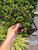 Used Ray ban Sunglasses 60067-S000825361 View 5