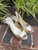 Used Lilly Pulitzer Wedge Sandals 60067-S000825453 View 1