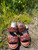 Used Free Bird Sandals 7 60084-S000939433 View 1