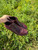 Used Naot Ankle Boots 11 60084-S000939680 View 1