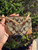 Used Coach Monogram Wristlet 60067-S000825898 View 4