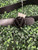 Used Valentino Belt XL 16/33 60008-S000686600 View 4