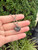 Used Lagos Necklace 60067-S000826121 View 3