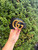 Used Gucci Belt S 4-6/27-28 60067-S000826292 View 1