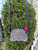 Used Kate Spade New York Small Handbag 60067-S000826357 View 8