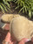 Used Gucci Clog slides 6.5 60067-S000827057 View 7